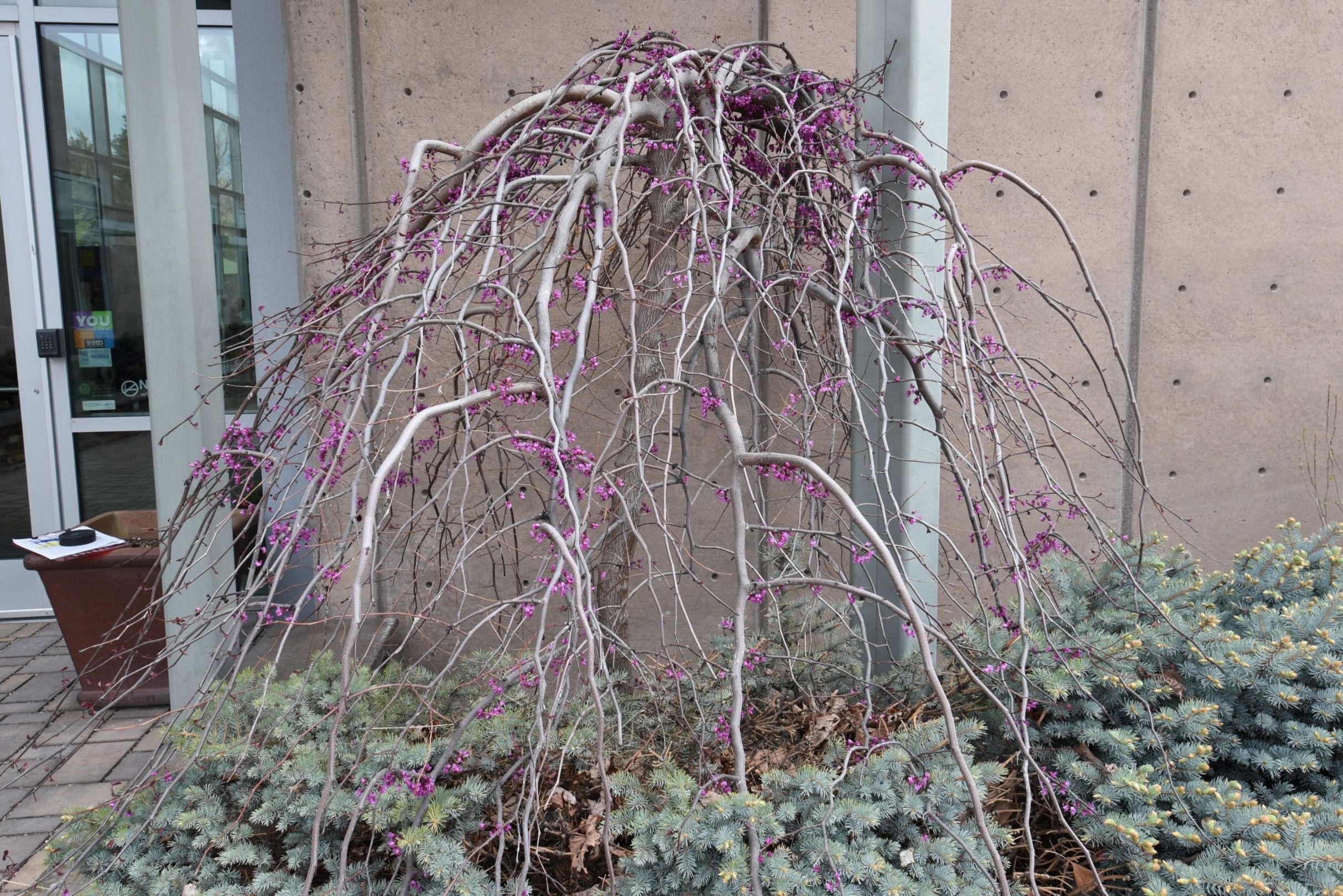 15g Ruby Falls Weeping Redbud