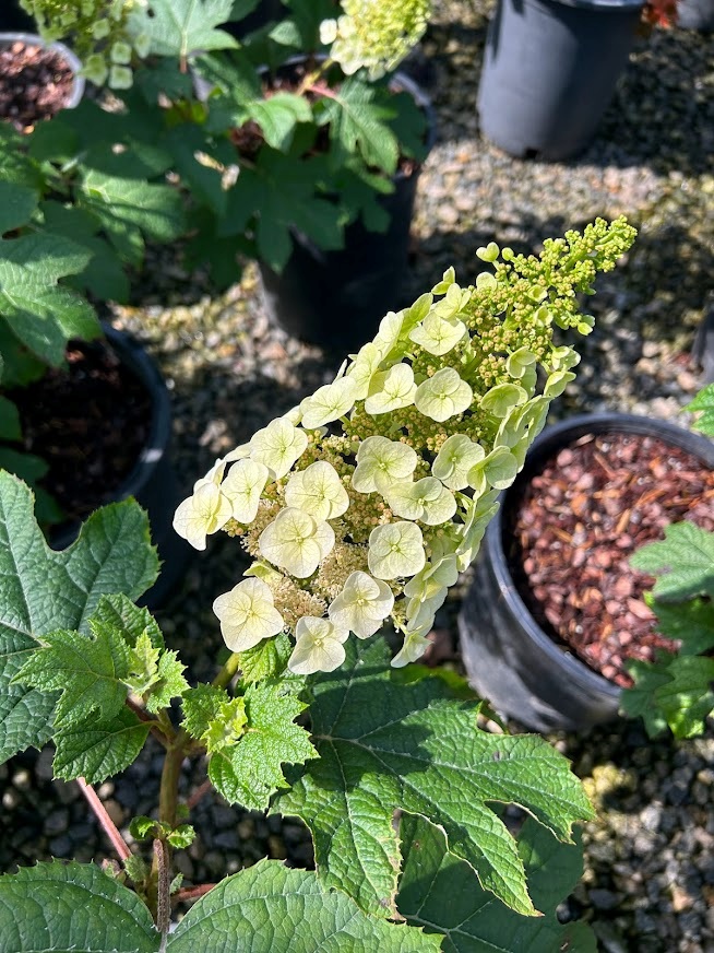 5g Ruby Slippers Oakleaf Hydrangea