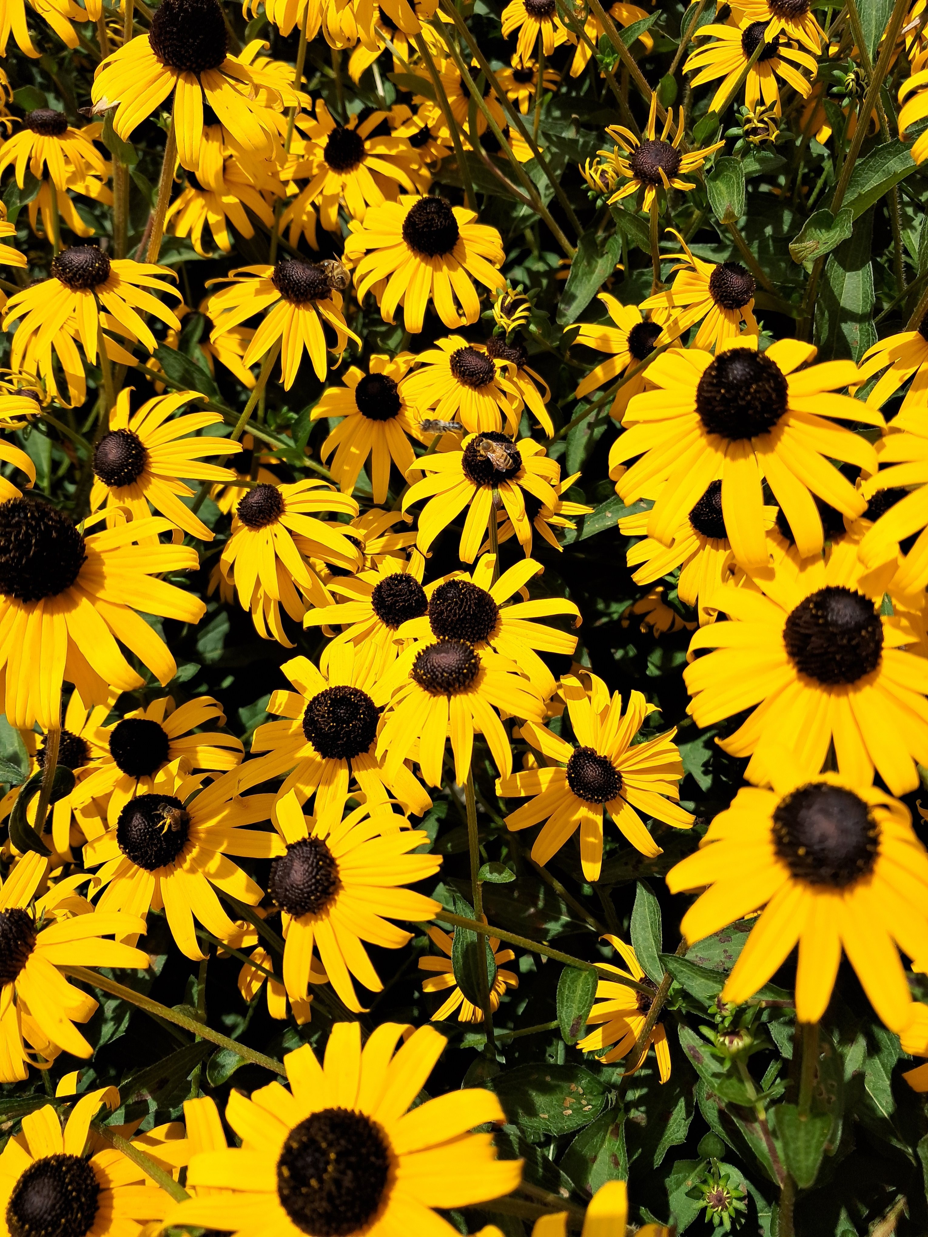 2g Goldblitz Black-Eyed Susan