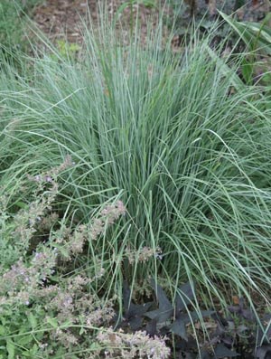 1g Standing Ovation Little Bluestem