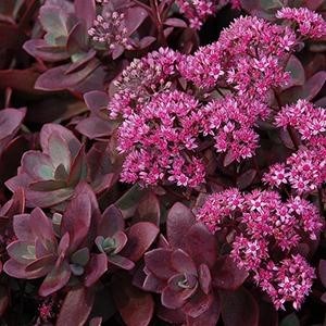 2g Firecracker Sedum