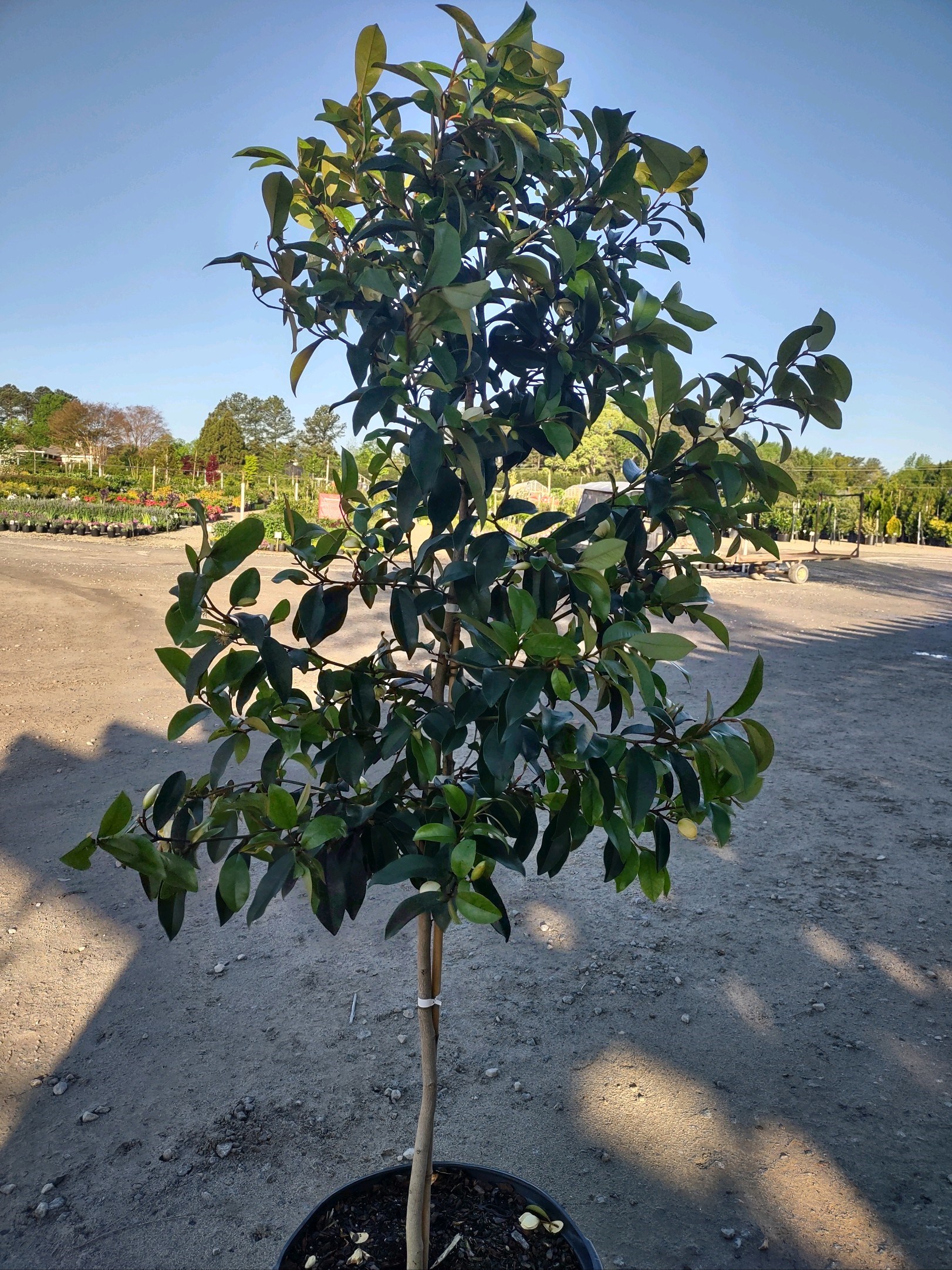 15g Serendipity Magnolia - Single Stem Tree Form