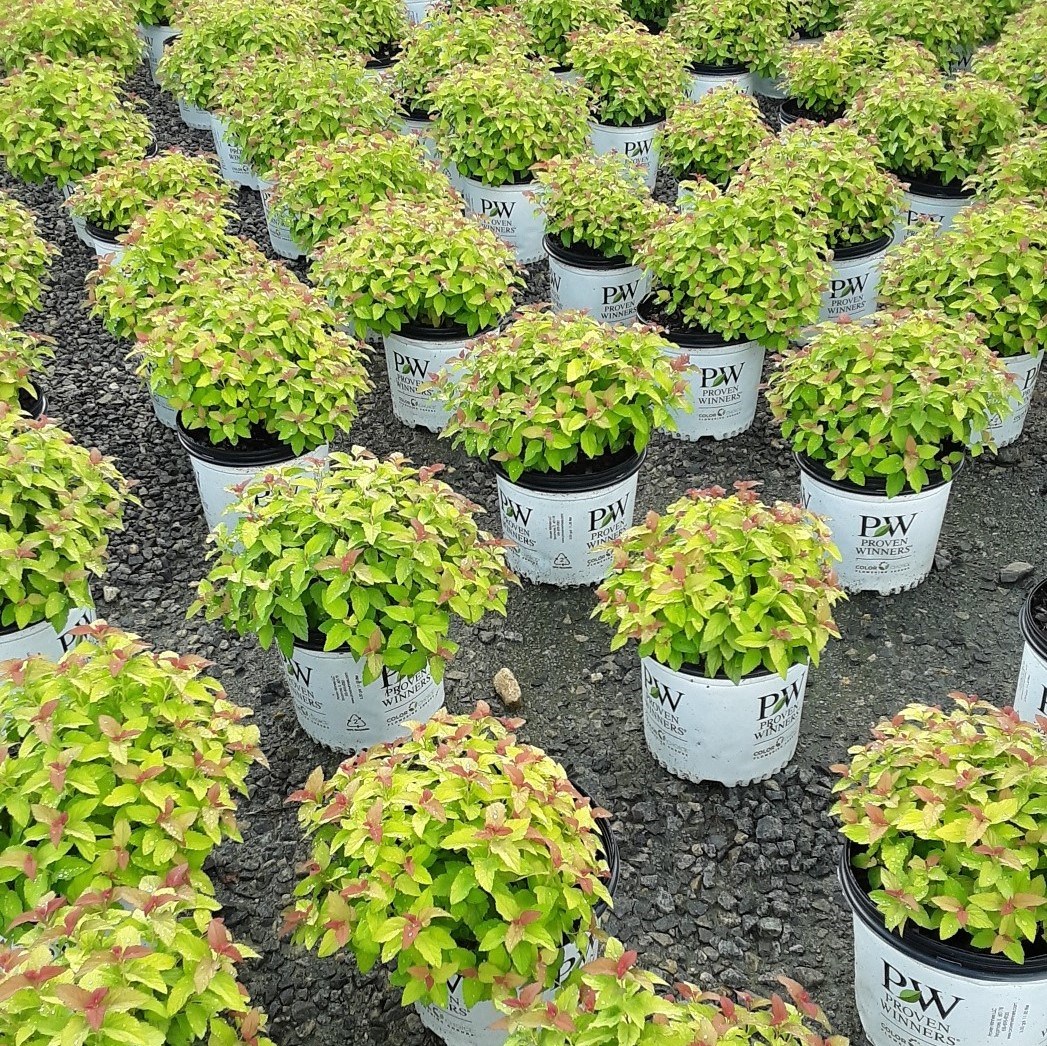 3g  PW® ColorChoice® Candy Corn® Spiraea