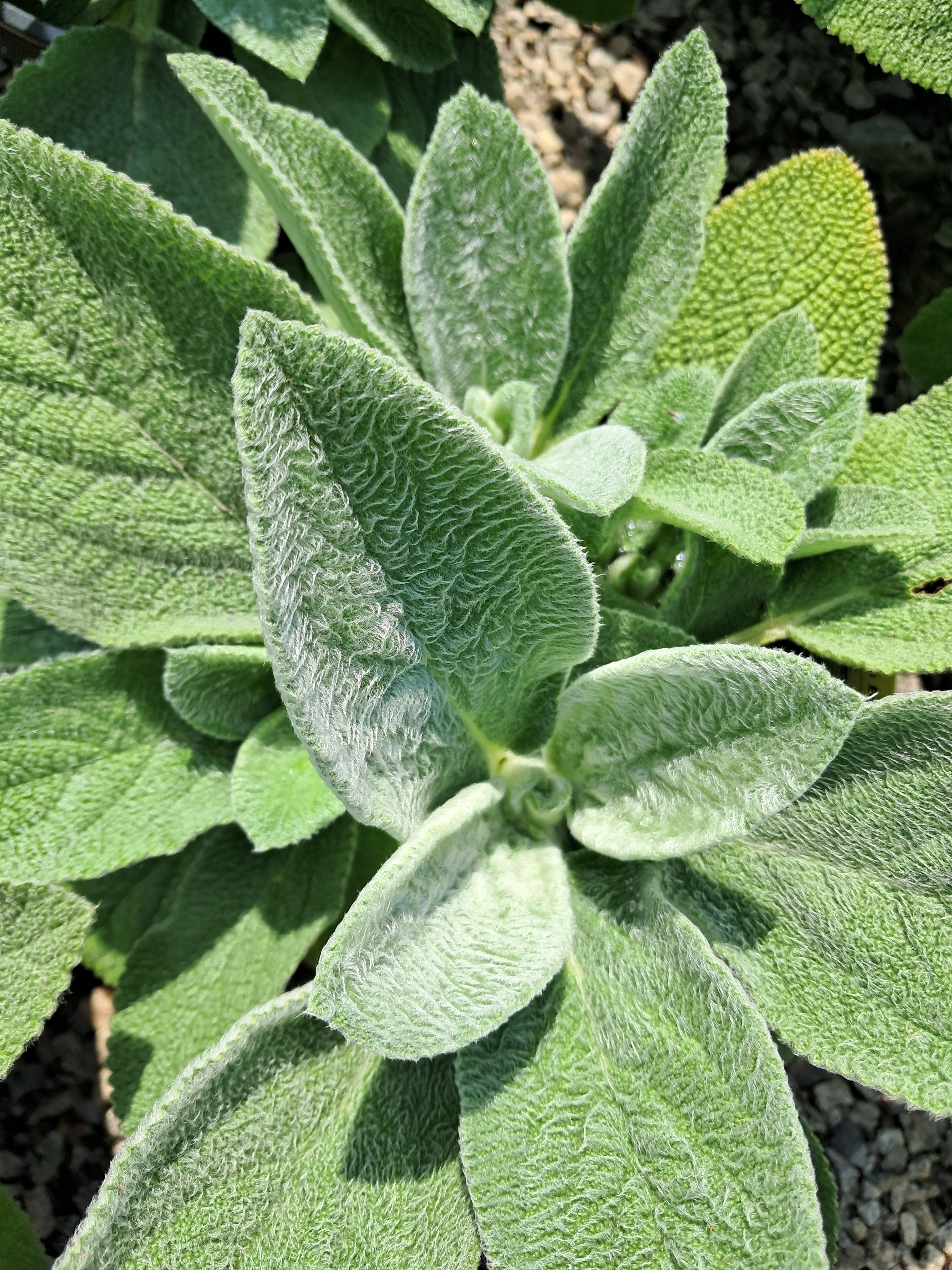 1g Silver Carpet Lamb's Ear
