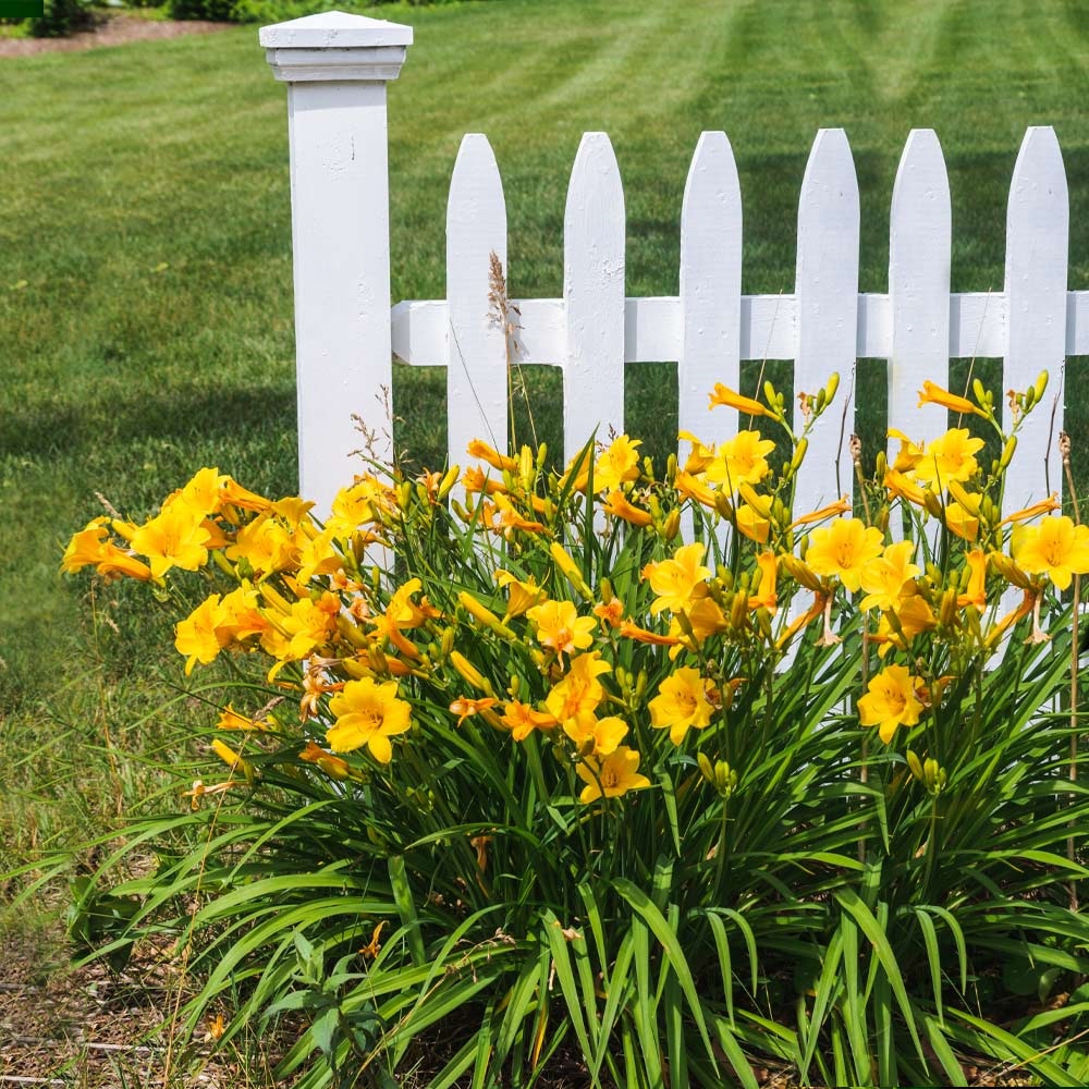 1g Stella d'Oro Daylily