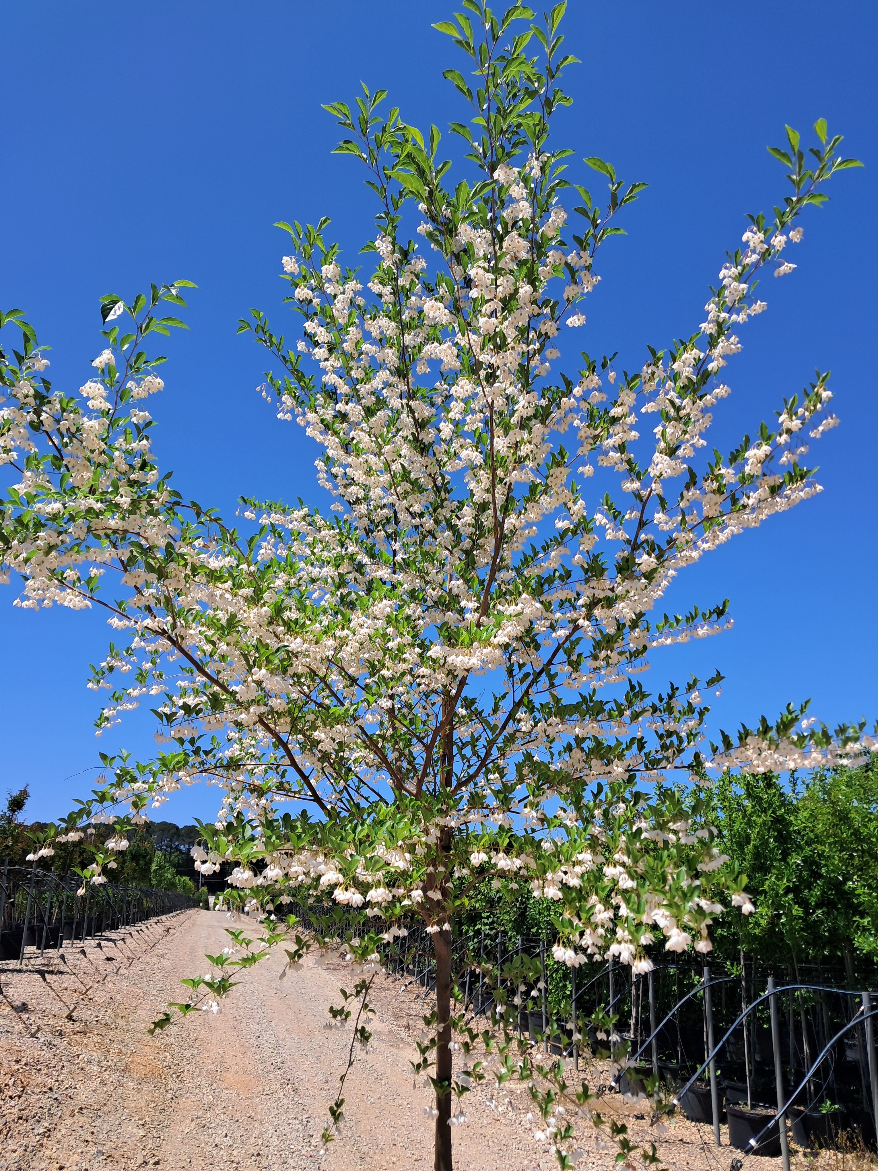 15g Japanese Snowbell