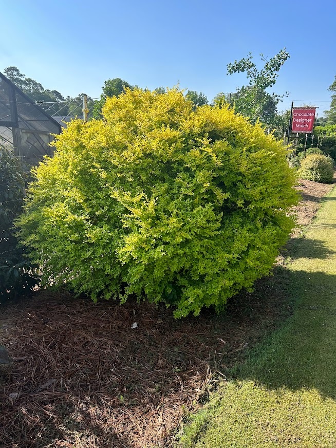 3g 'Sunshine' Ligustrum