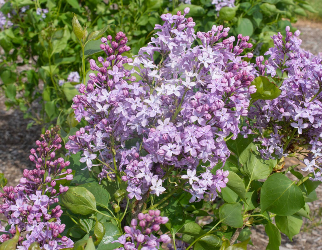 New Age™ Lavender Lilac