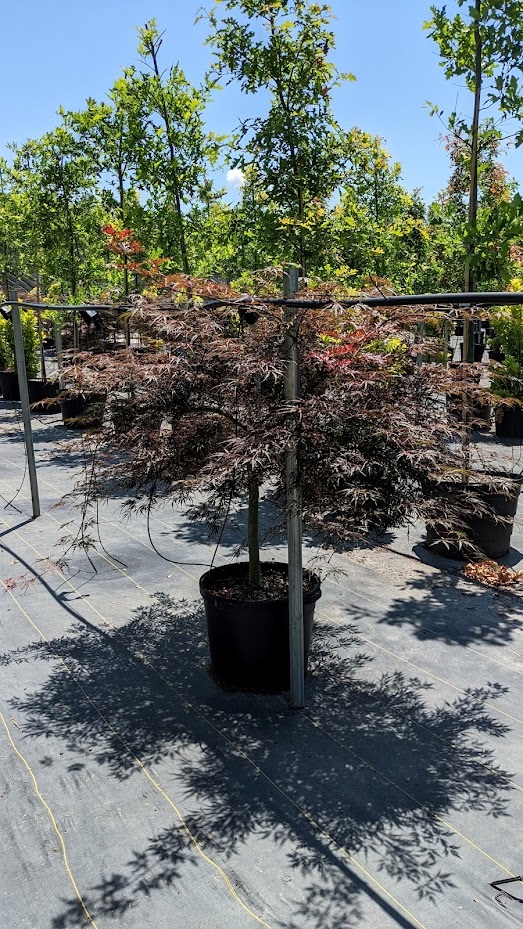 15g Tamukeyama Cutleaf Japanese Maple