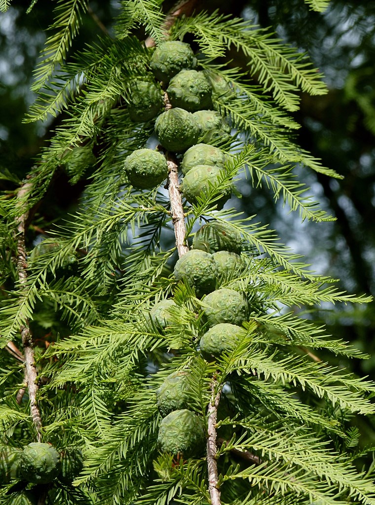 25g Bald Cypress