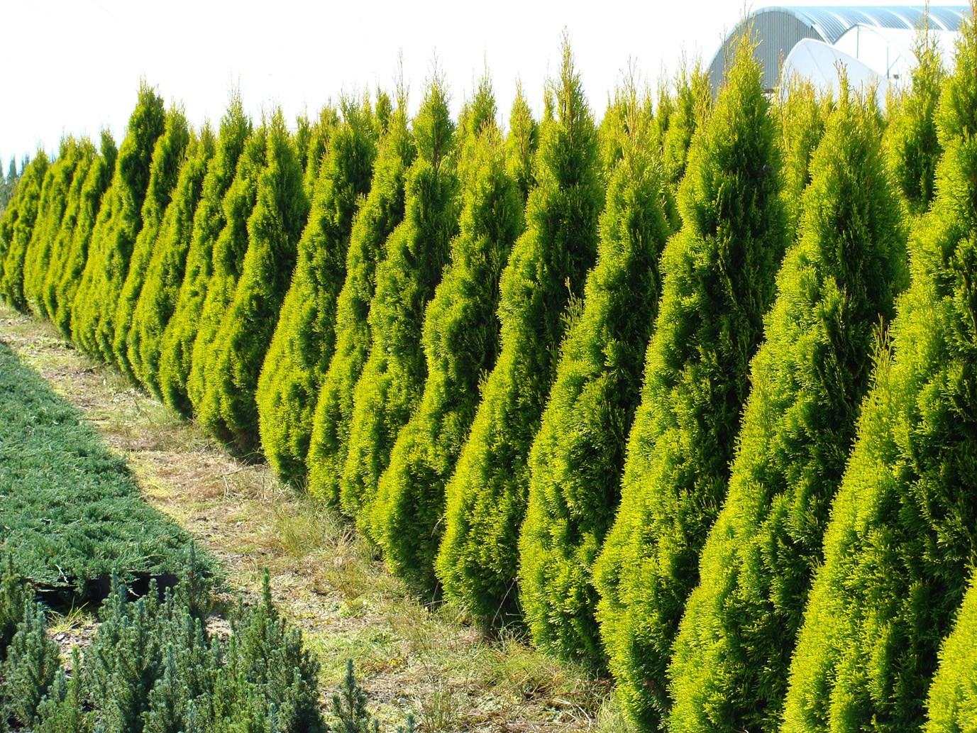 15g Highlights™ Arborvitae