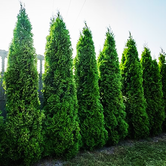 15g Virginian Arborvitae