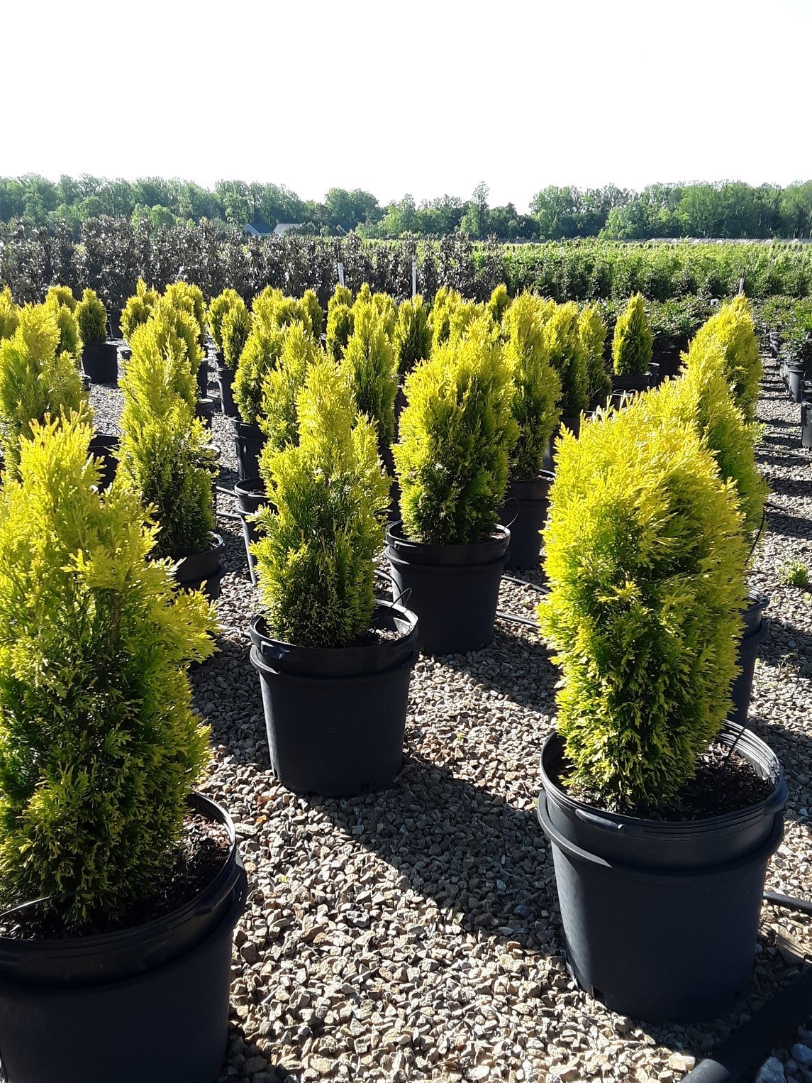 15g Forever Goldy® Arborvitae