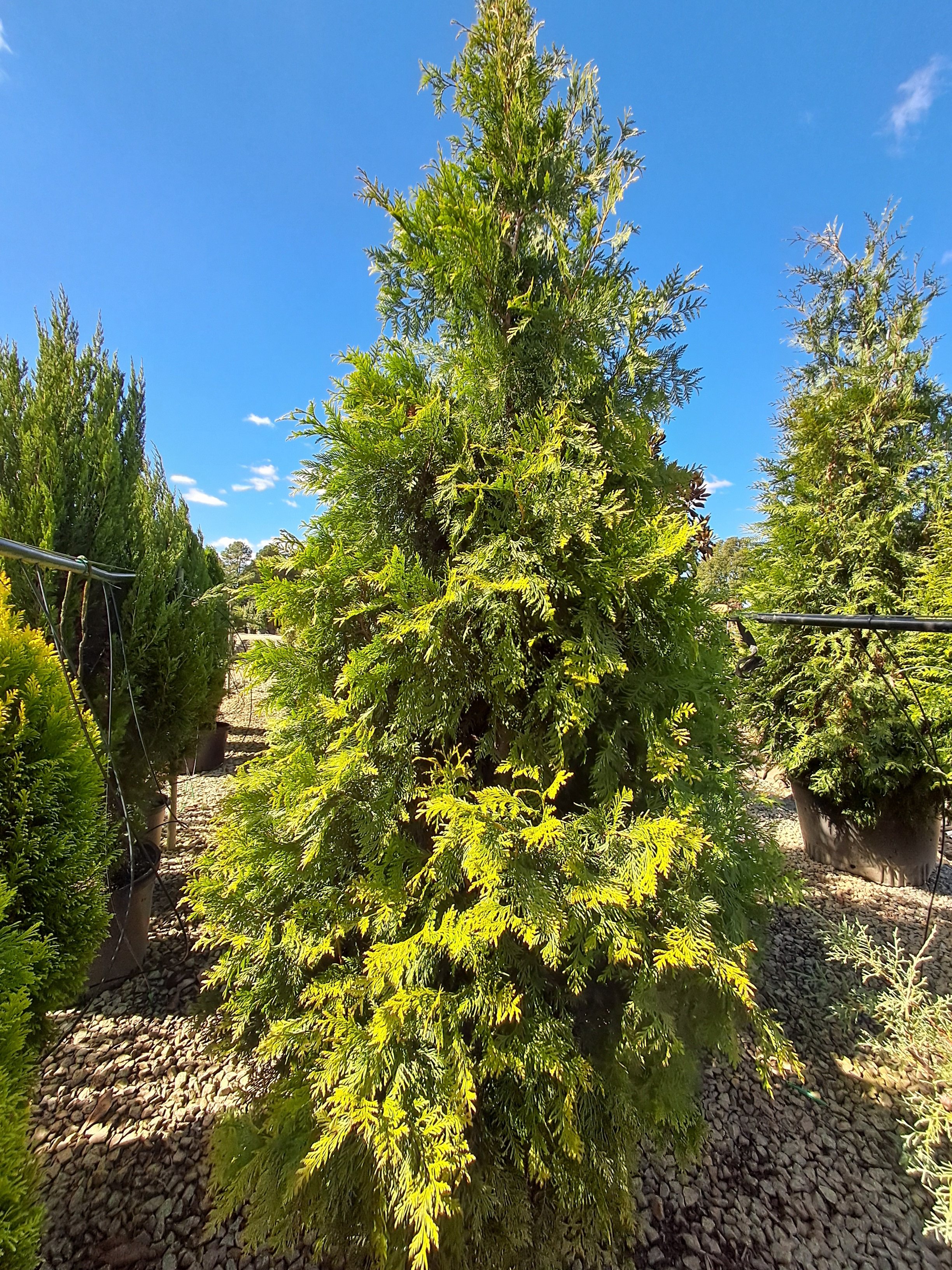 15g Bonafide™ Arborvitae - Propagation Prohibited