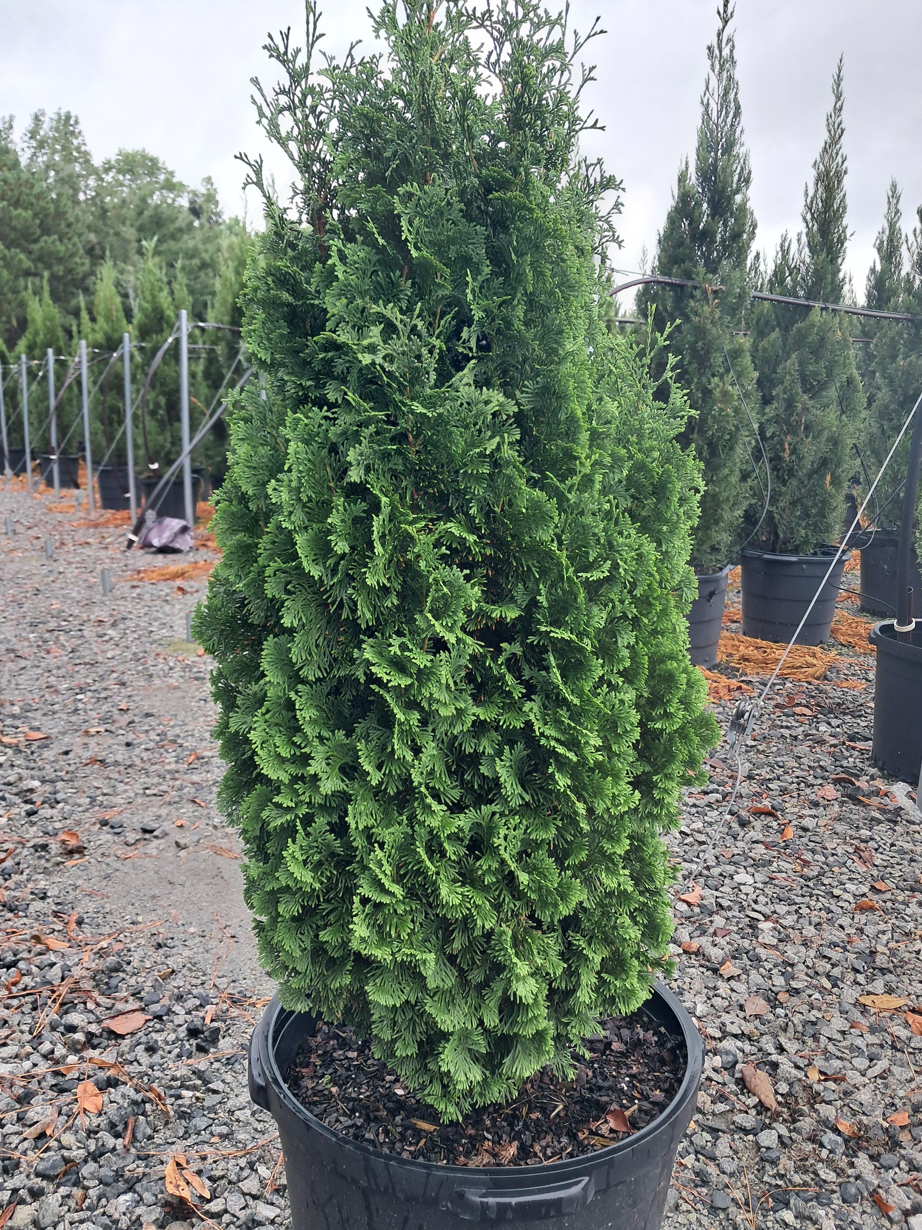 15g Degroot's Spire Eastern Arborvitae