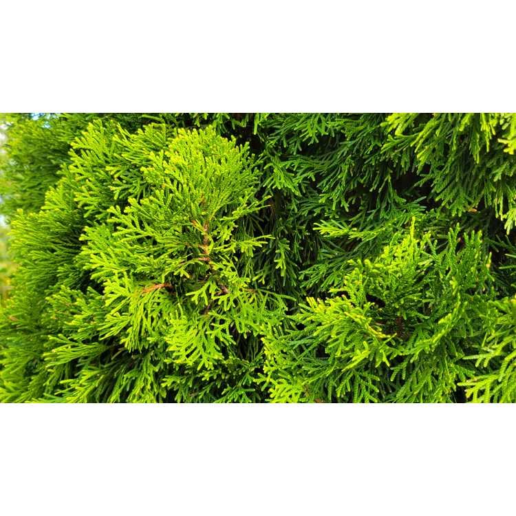 15g Emerald Arborvitae