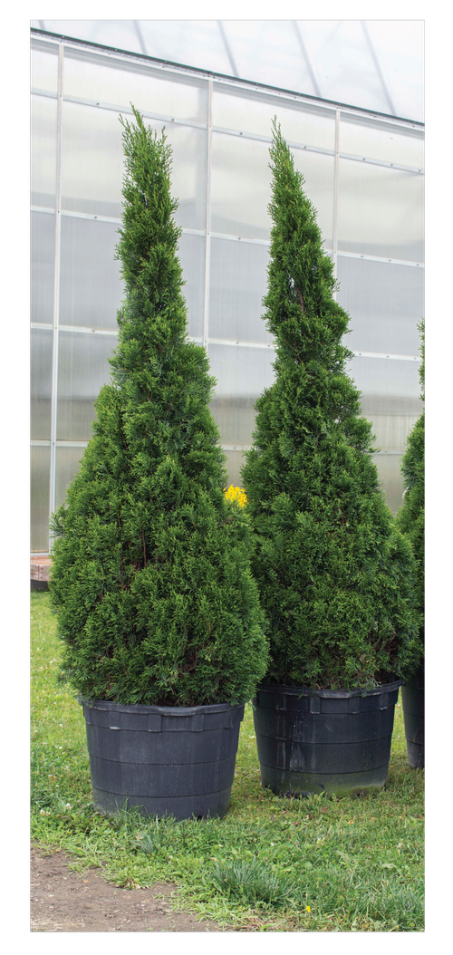 25g Emerald Squeeze™ Arborvitae