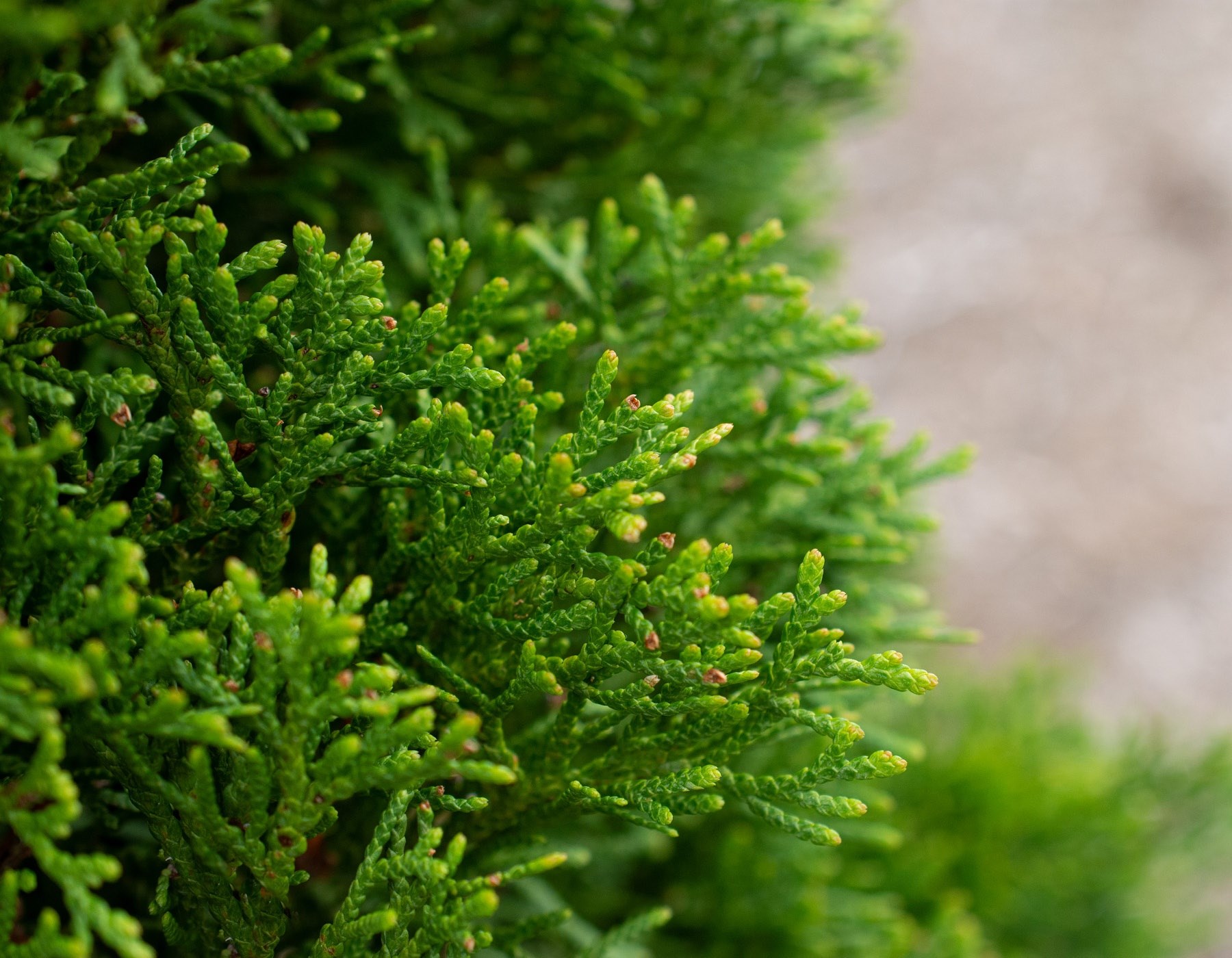 15g Emerald Squeeze™ Arborvitae