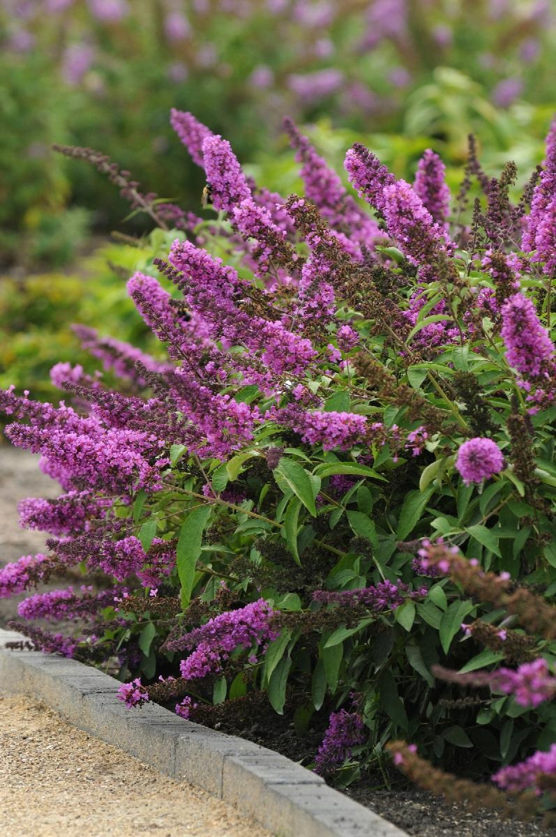 3g Flutterby Petite® Tutti Fruitti Pink Butterfly Bush