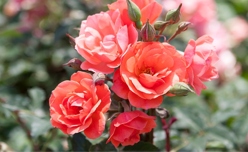 3g Coral Knock Out® Rose