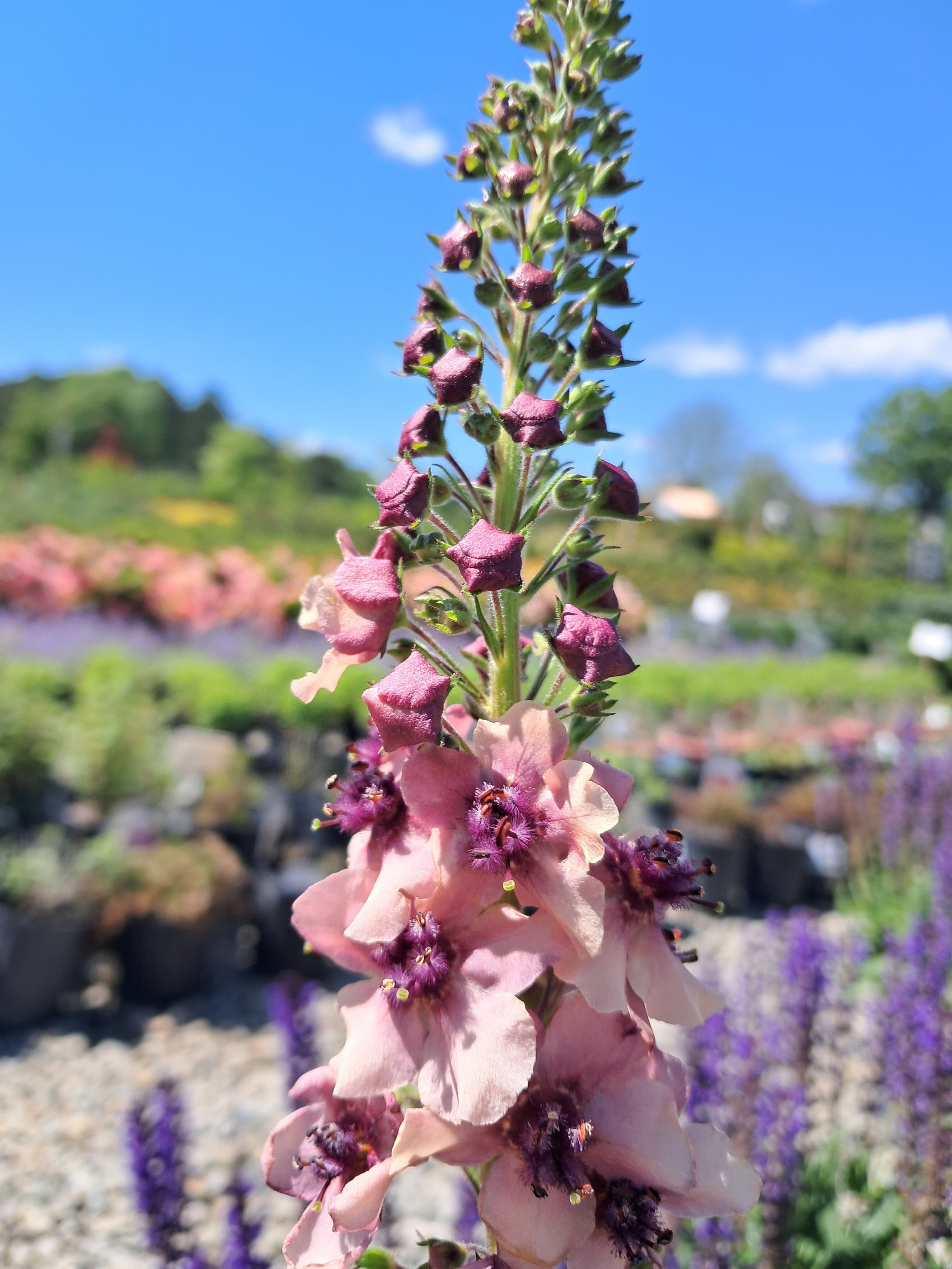 2g Southern Charm Verbascum