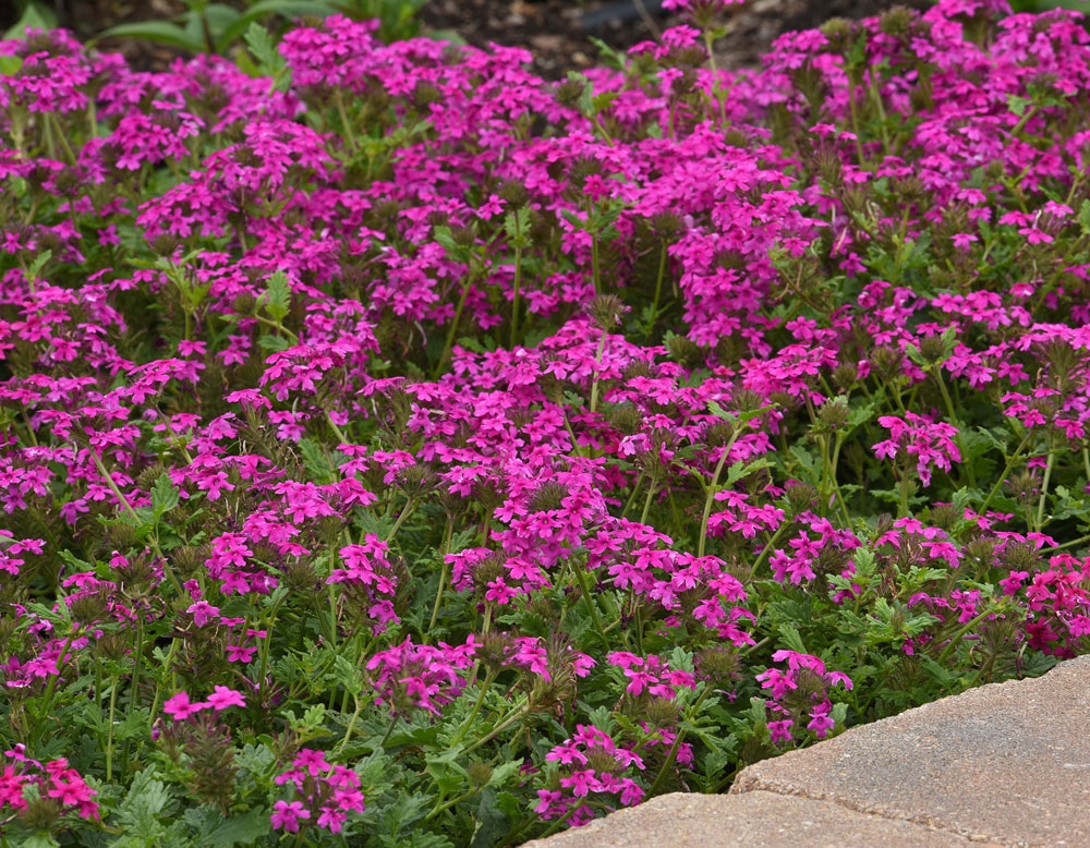 2g Homestead Hot Pink Verbena