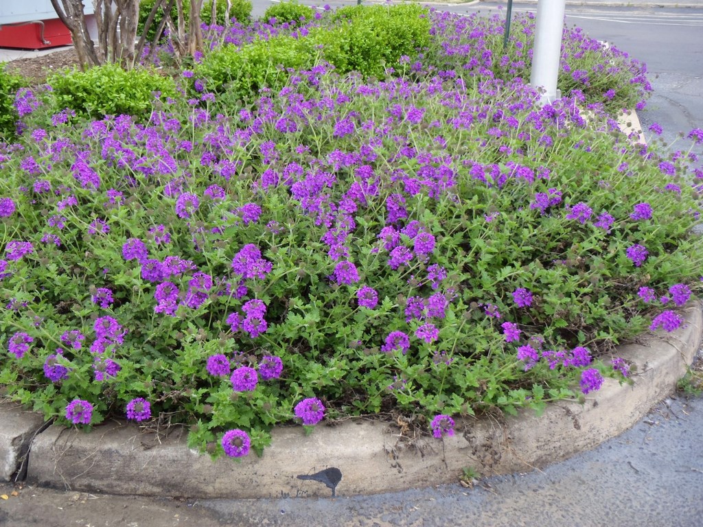 2g Homestead Purple Verbena