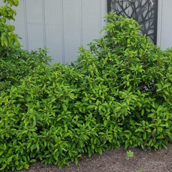 3g Moonlit Lace Viburnum