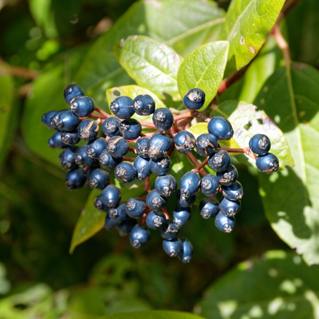 7g Compact Laurustinus Viburnum