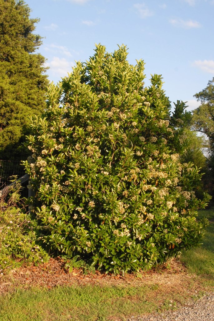 20g Chindo Viburnum