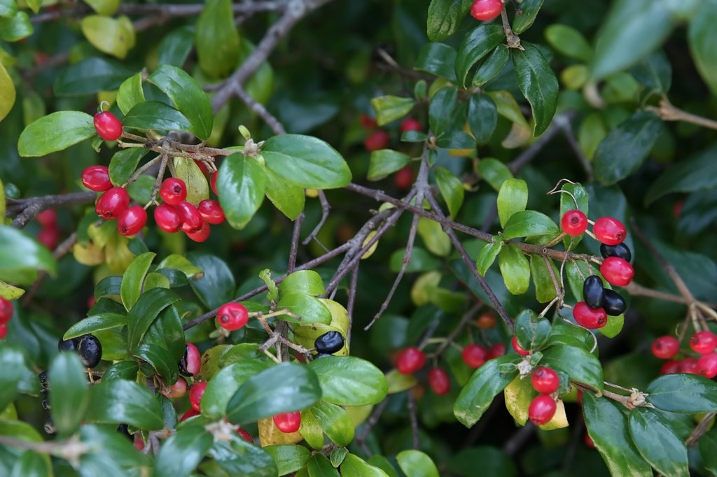 3g Conoy Viburnum
