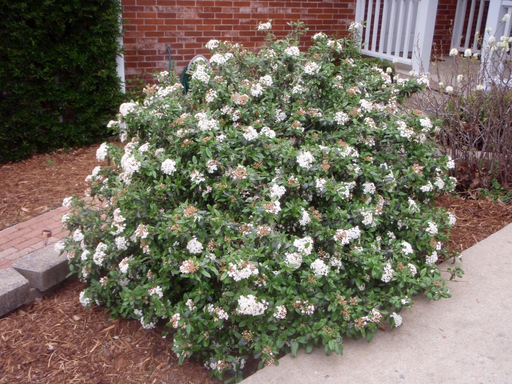 3g Conoy Viburnum