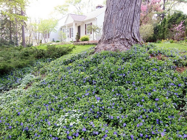 Flat - Bowles Periwinkle (Vinca)