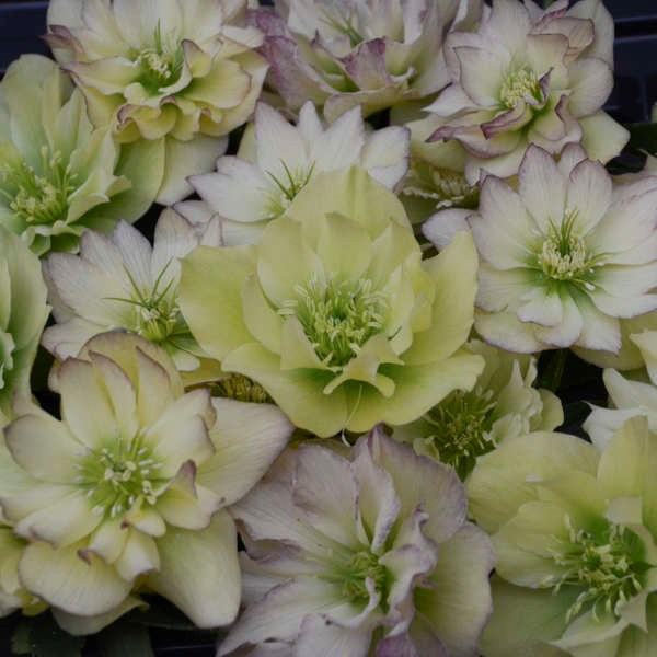 2g Wedding Party® Series First Dance Lenten Rose