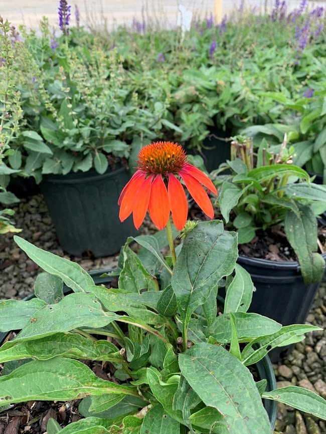 2g Sombrero® Adobe Orange Coneflower