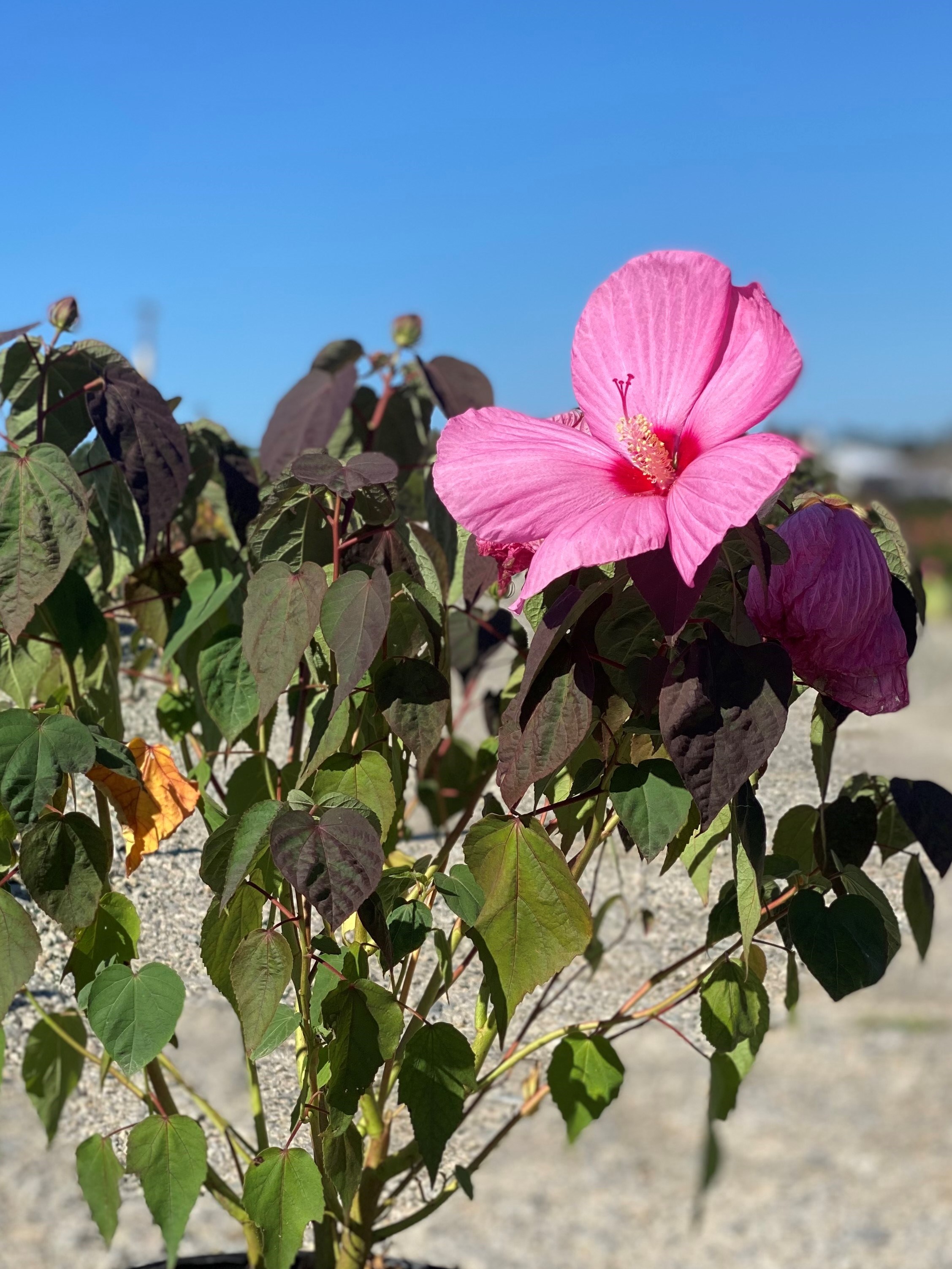 3g Head Over Heels Adore Hibiscus