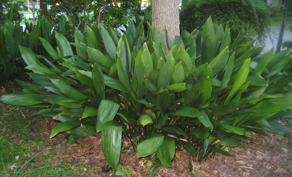 3g Cast Iron Plant