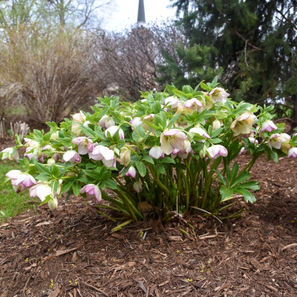 2g Honeymoon® Series French Kiss Lenten Rose