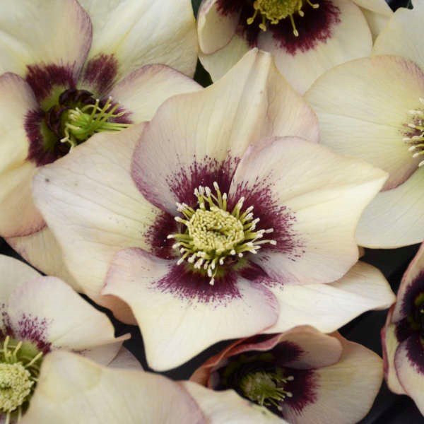 2g Honeymoon Series Sandy Shores Lenten Rose