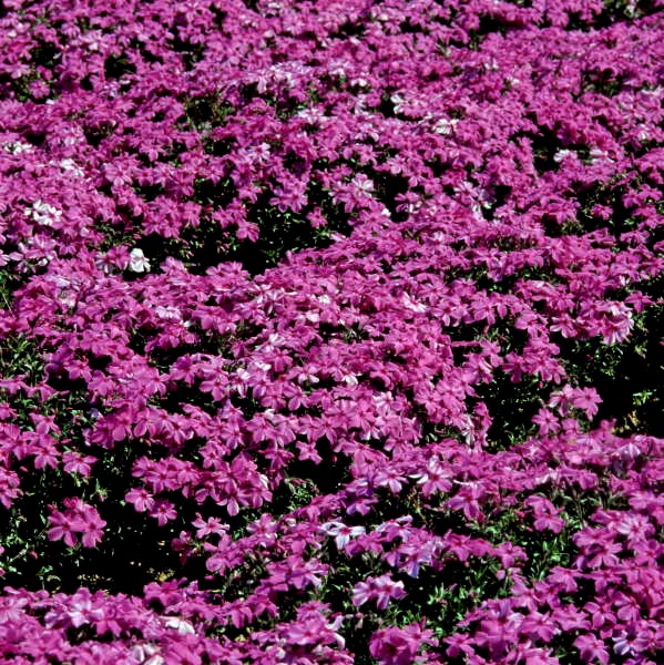 2g Red Wing Phlox
