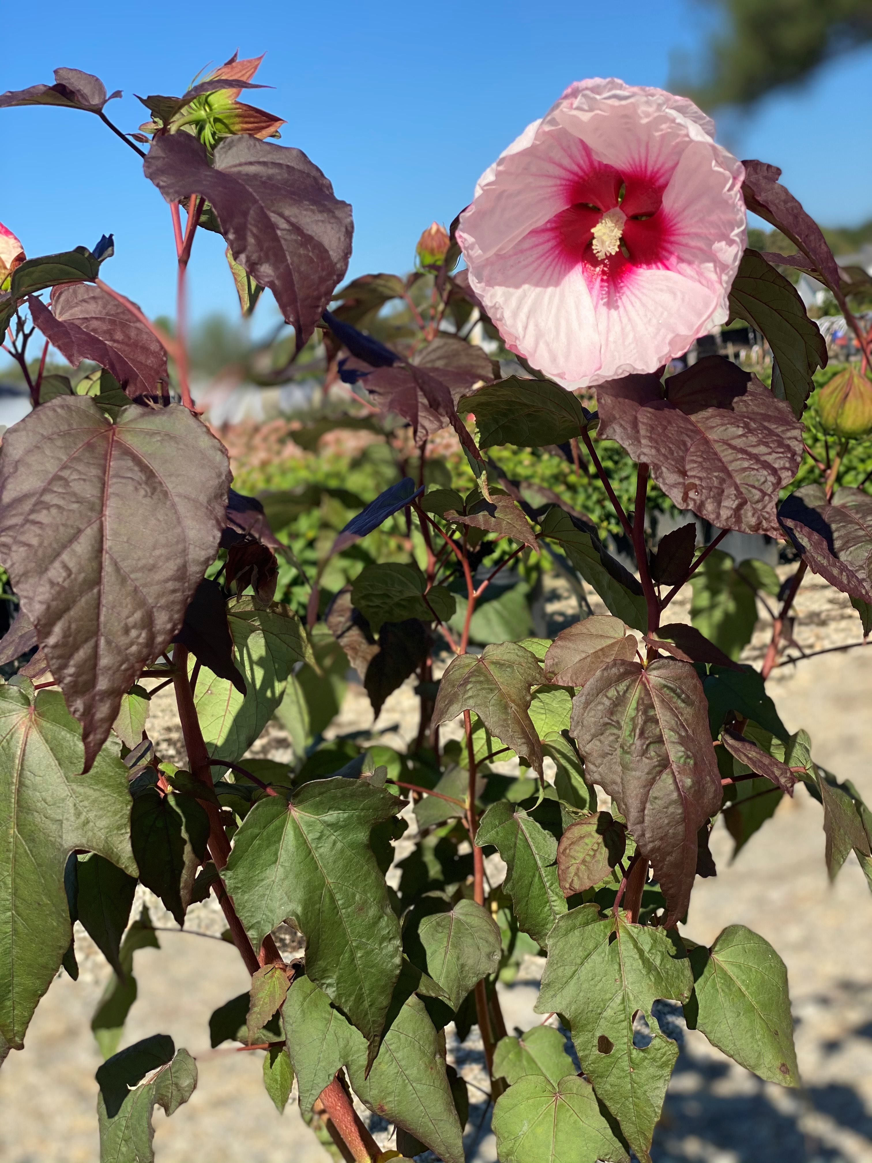 3g Head Over Heels Blush Hibiscus