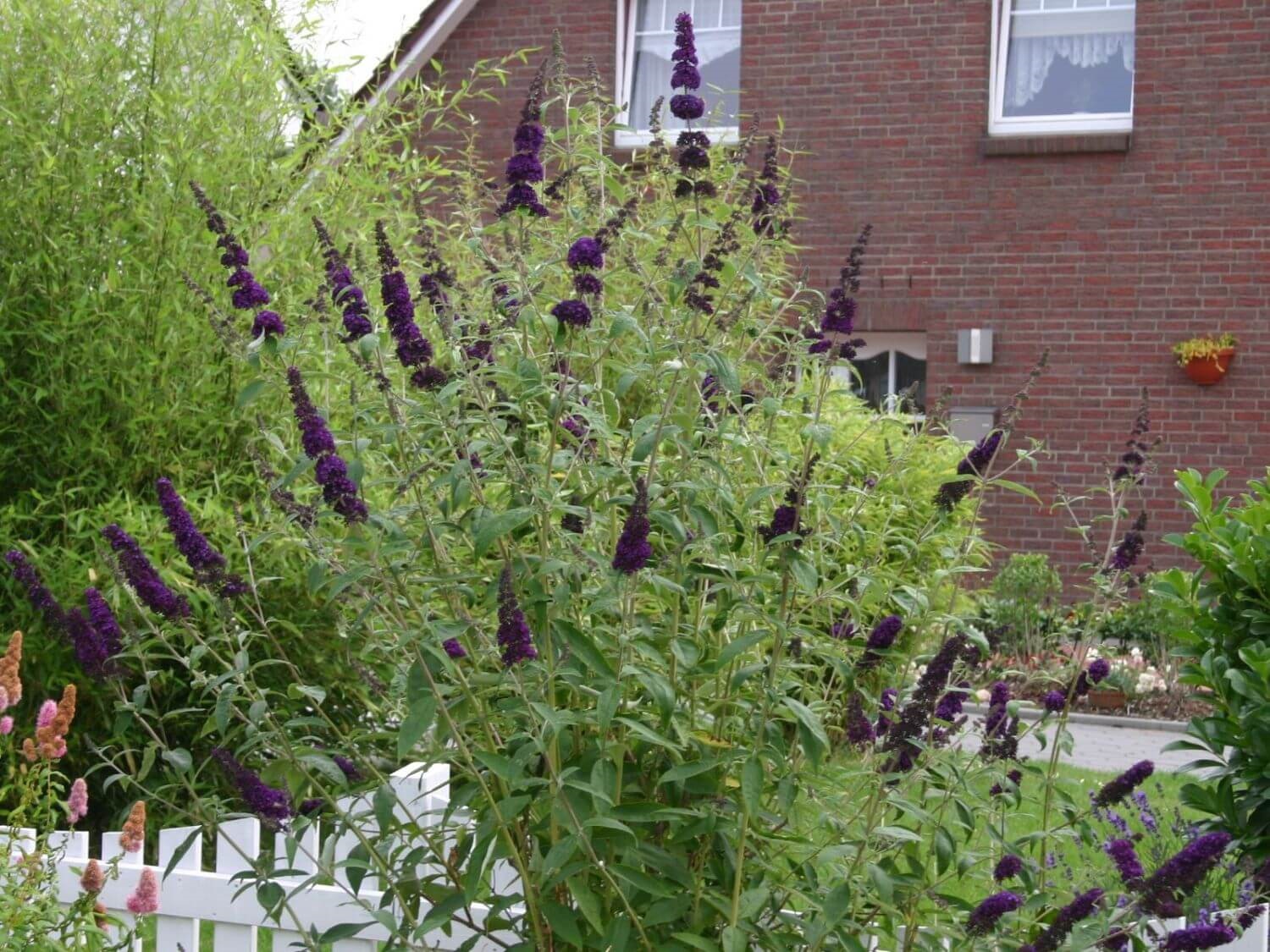 5g Black Knight Butterfly Bush