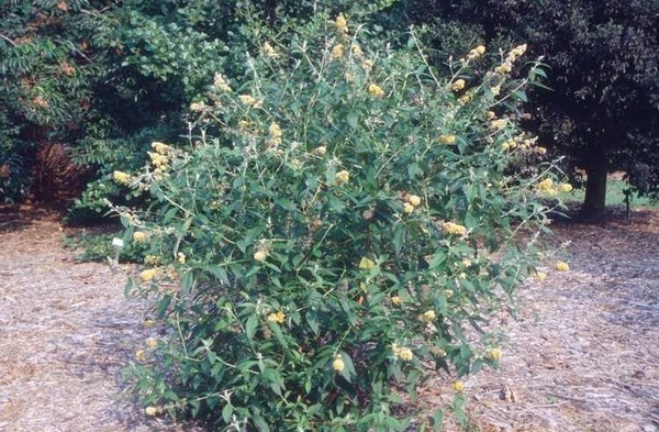3g Honeycomb Butterfly Bush