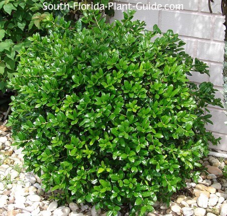 3g Dwarf Burford Holly