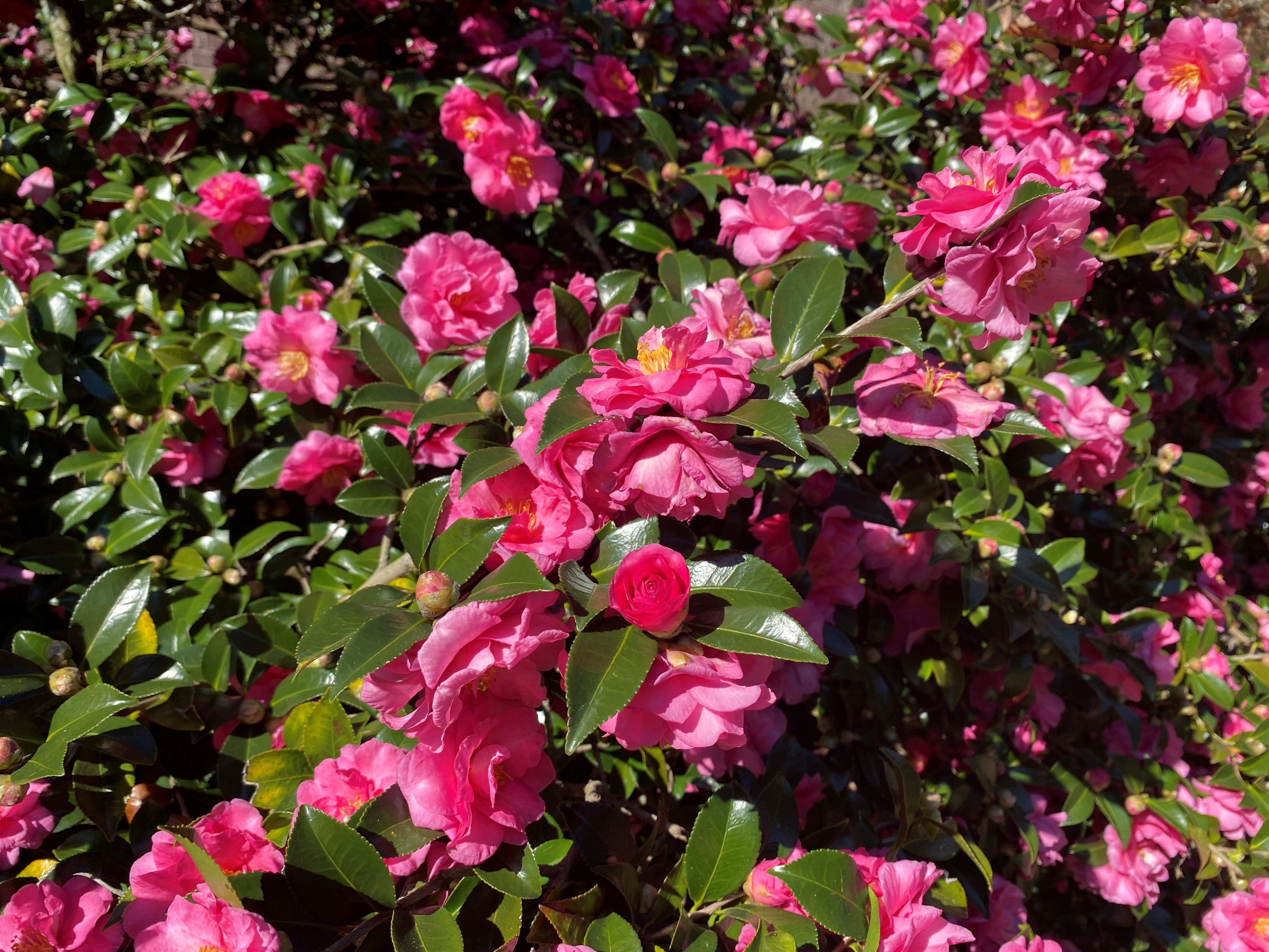 7g Shishigashira Fall Blooming Camellia