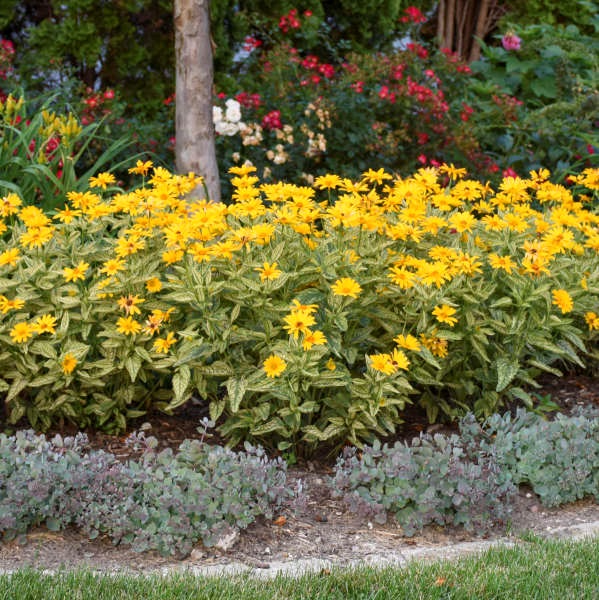 2g Sunstruck Heliopsis