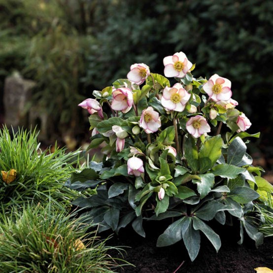 2g Ice N' Roses Picotee Lenten Rose