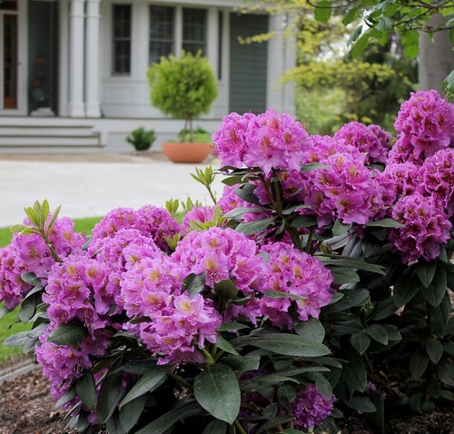 3g Dandy Man Purple® Rhododendron