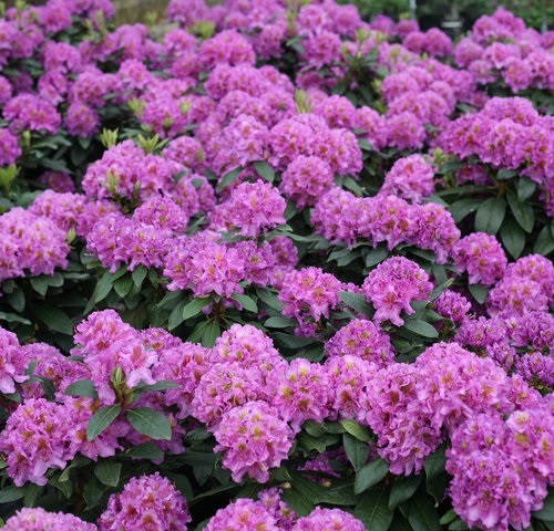 3g Dandy Man Purple® Rhododendron
