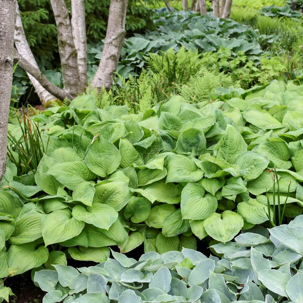 3g Guacamole Hosta